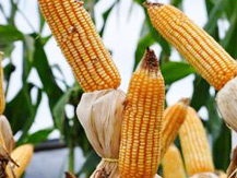 corn and derivatives