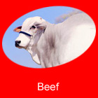 Beef