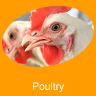 Poultry