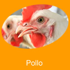 Poultry