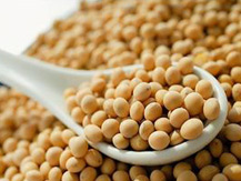 Soybean Derivatives