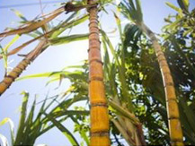 sugar cane derivatives