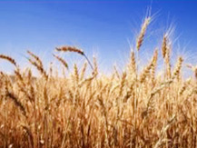 wheat/derivatives